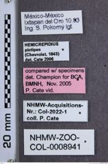 Etiketten zu Heterocrepidius pictipes (NHMW-ZOO-COL-0008941)